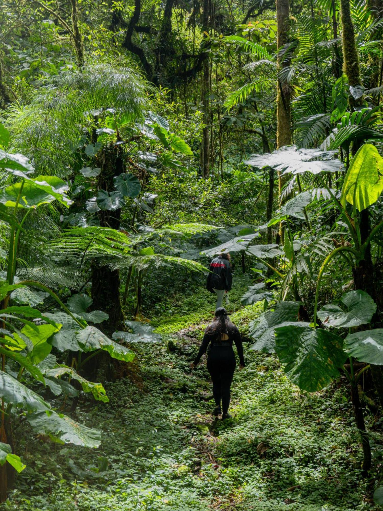 Los Quetzales Ecolodge & Spa Cerro Punta Dış mekan fotoğraf